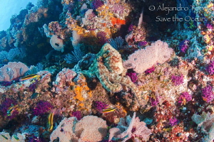 Octopus walking on the Reef, Puerto Vallarta Mexico by Alejandro Topete 